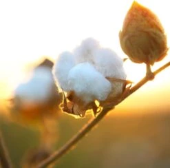 Air Wick Freshmatic Automatische Spray Luchtverfrisser - Pure Zachtheid Van Katoen Navulling - 3 Stuks - Voordeelverpakking -Levensrandproducten 1200x1183 6