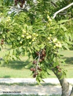 Wasnoten 750gr Met Waszakje - Zeepnoten - Natuurlijk Wassen -Levensrandproducten 920x1200